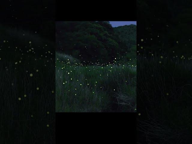Fireflies | How long has it been since you've seen a firefly?