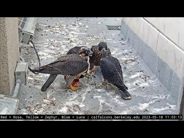 5-18-23 Tug of war, hangin out