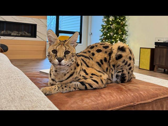 Seven Minutes of Chloe the Serval 