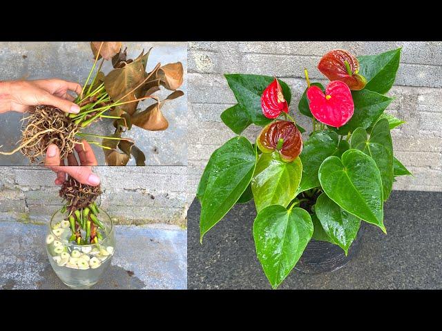 Tips to revive withered anthuriums | How to grow red anthurium