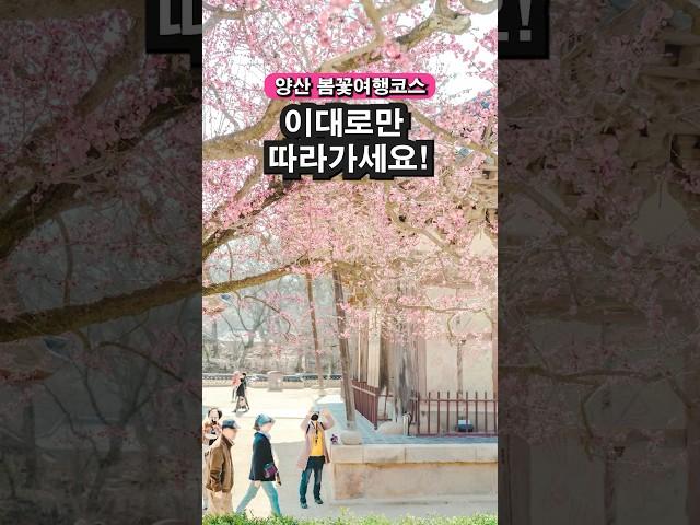 한국에서 가장 먼저 봄이 찾아오는 양산여행코스 #국내여행지추천