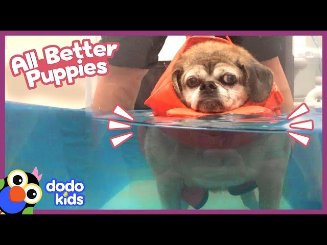 These Special Puppies Need Our Help Getting All Better! | Animal Videos | Dodo Kids