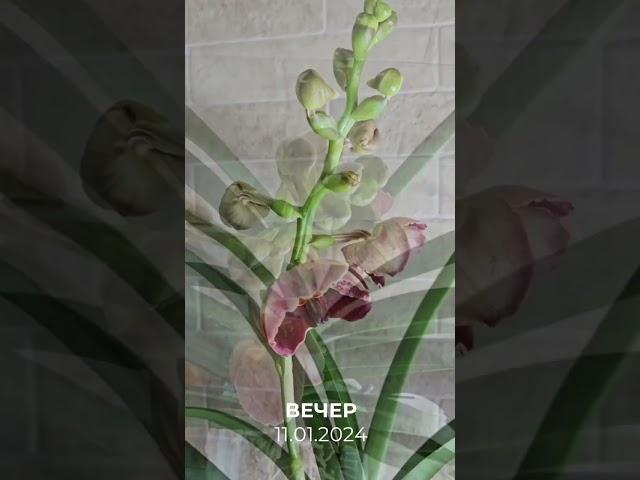 V.Chantra No.240 #orchid #цветениеорхидеи #орхидеи #орхомания