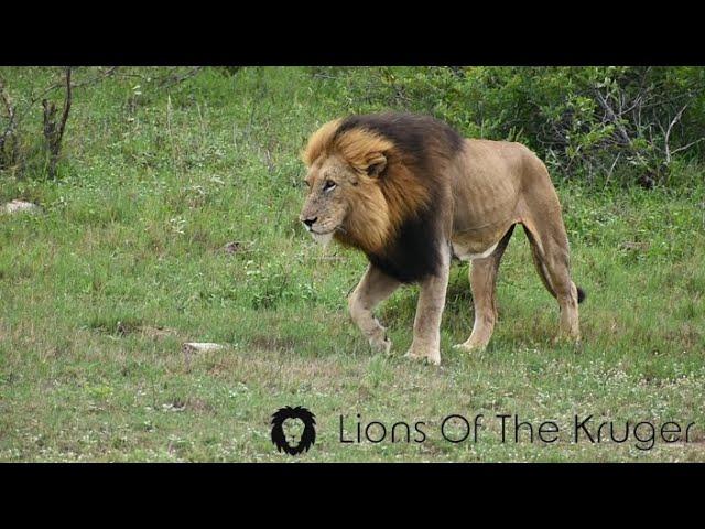 Gomondwane Male Lion, Splitnose! HUGE Gomondwane male Lion Coalition! Kruger National Park!