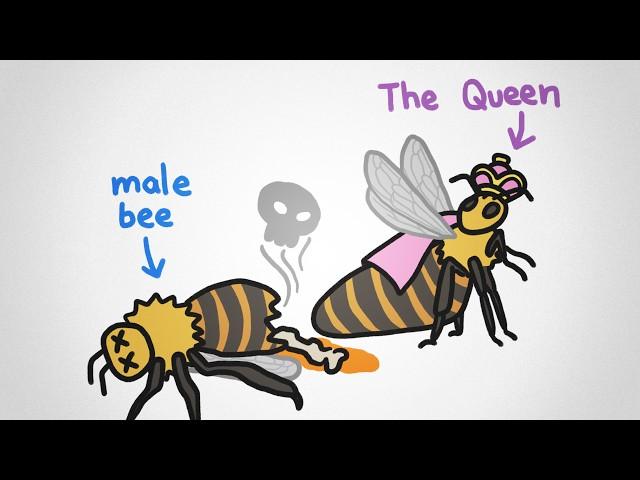 Why There Are No King Bees