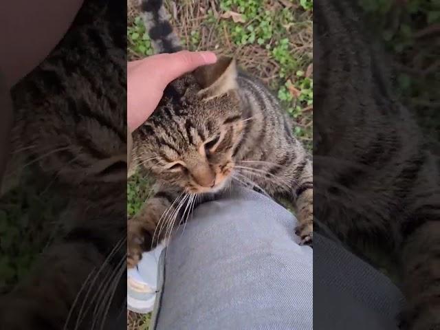 Homeless tabby Cat hugs my leg.