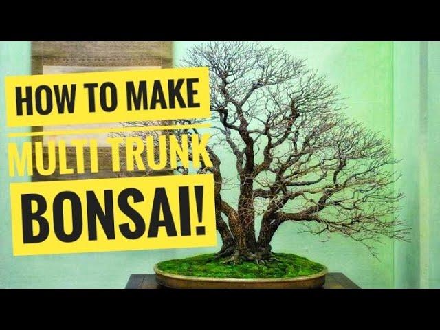 HOW TO MAKE MULTI TRUNK BONSAI TREE 