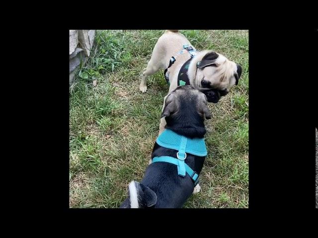 Jello the Pug Meets Ginny the Jug