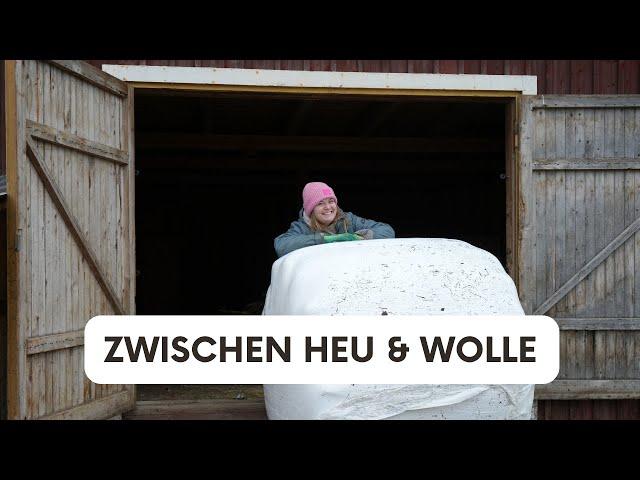 Zwischen Heu & Wolle - Unsere Schafe in Nordschweden