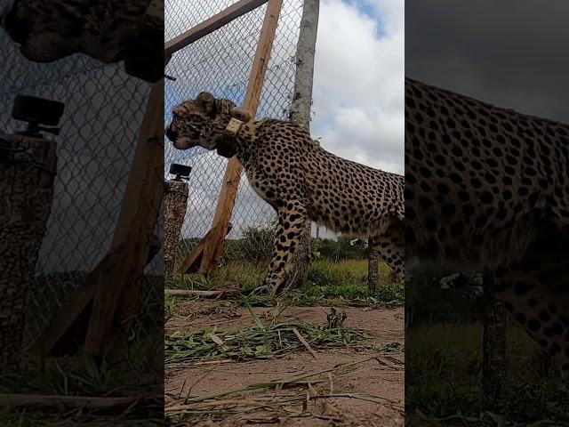 Second Largest Move and Release of Wild Cheetahs