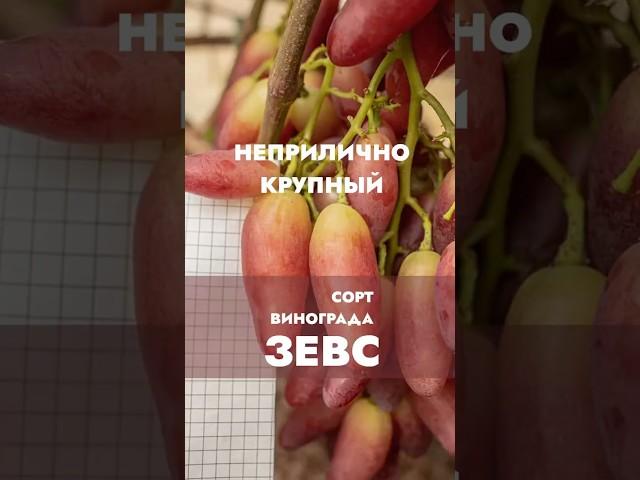 Сорт винограда ЗЕВС - неприлично крупный
