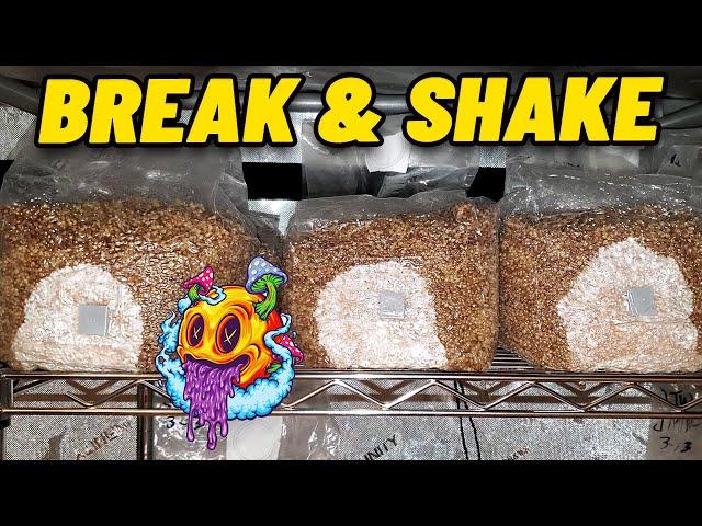 When To "Break & Shake" A Grain Spawn Bag