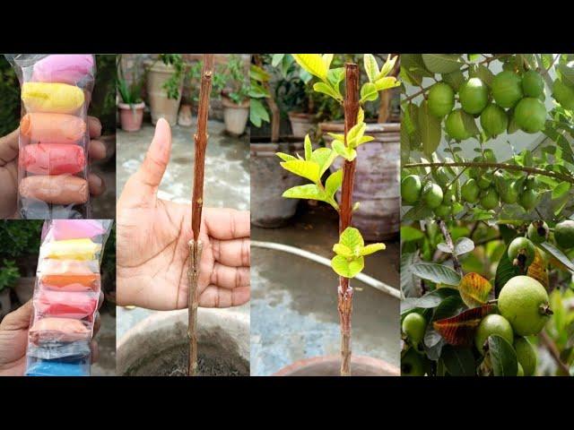 V Grafting Technique | Guava Grafting New Triks |  Gardening With Jamshed Khan | Guava v Grafting