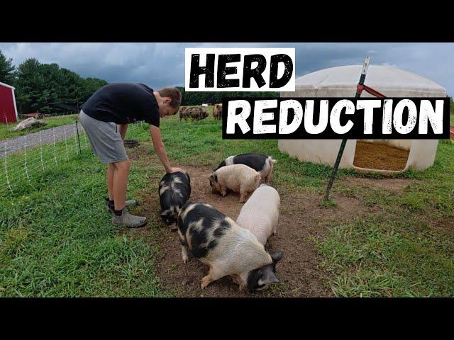 We Can’t Keep Them All: Herd Reduction & Freezer Fill-Up