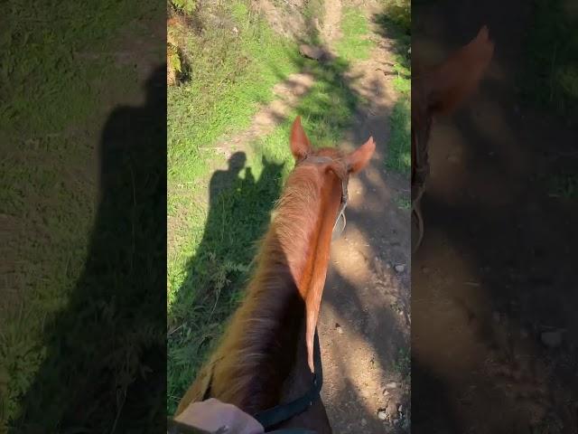 Countryside horse riding . Georgia,  Adjara,Tago.