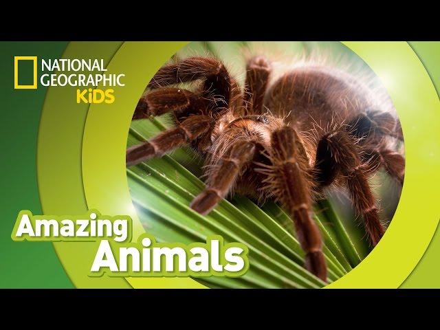 Tarantula ️ | Amazing Animals