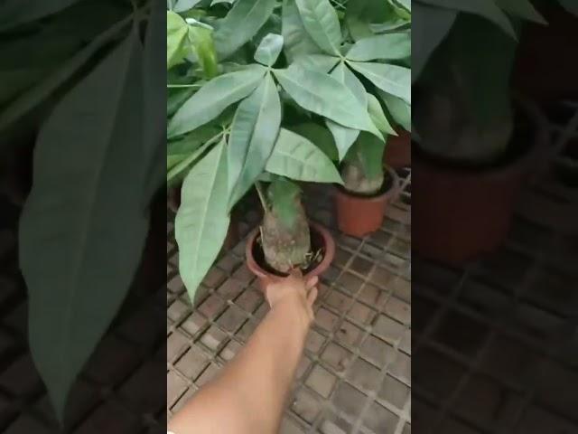 Bonsai pachira very big ️wastapp me :9656746721