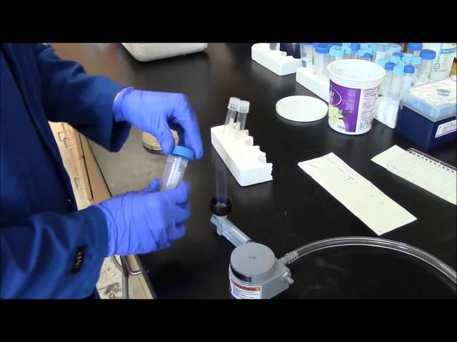 M13 Phage Prep--Growing a Starter Culture