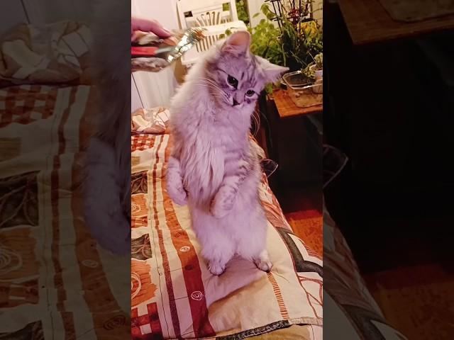 Вы только посмотрите как она умеет! Милота! Кота-Зайка.