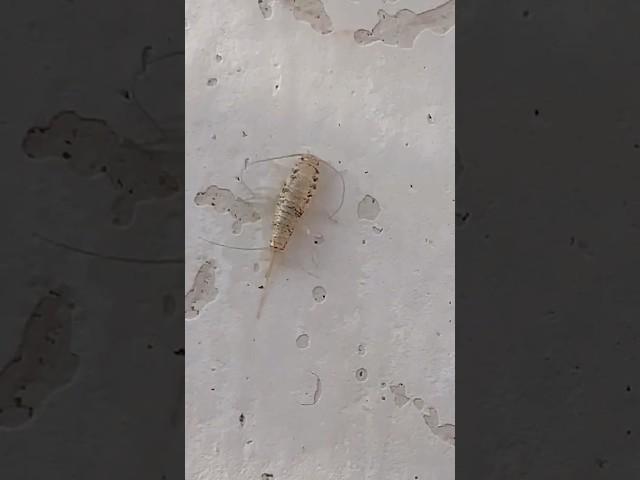 Silverfish bug on walks  #insects #shorts #short #nature #shortfeed #ytshorts