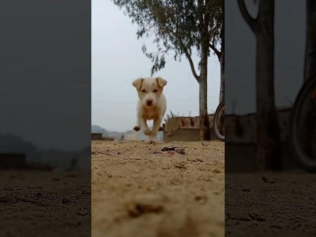 #funny #funny #cute #cute #dog #dog #best #best #cuti #white #puppies #satisfying #funny video