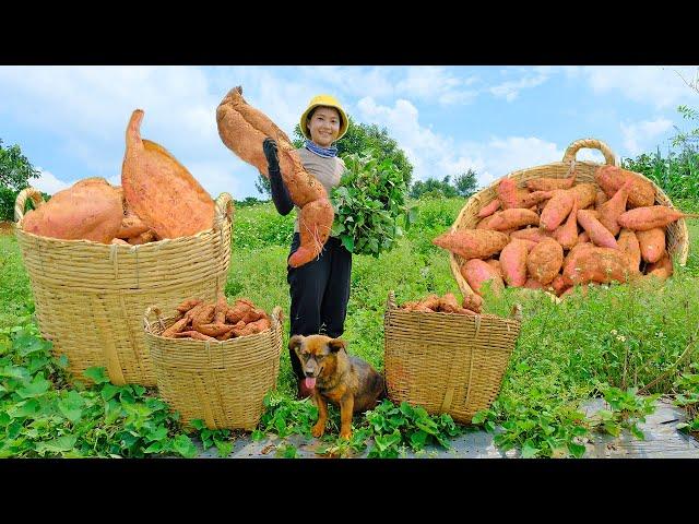 Harvesting the Sweet Potato Garden Goes To Market Sell - Cook Potato Porridge, Farm | Tieu Lien