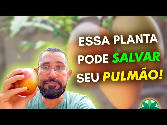 Essa planta pode SALVAR seu PULMÃO!