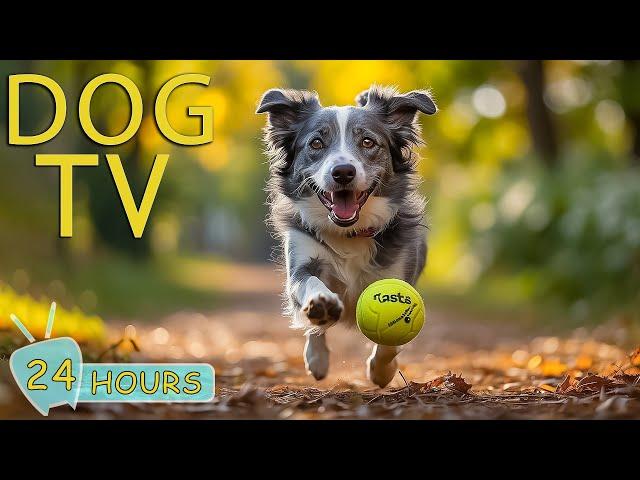 DOG TV: Video Entertainment Your Dogs for Hours While You're Away - Best Anti-Anxiety Dogs Music