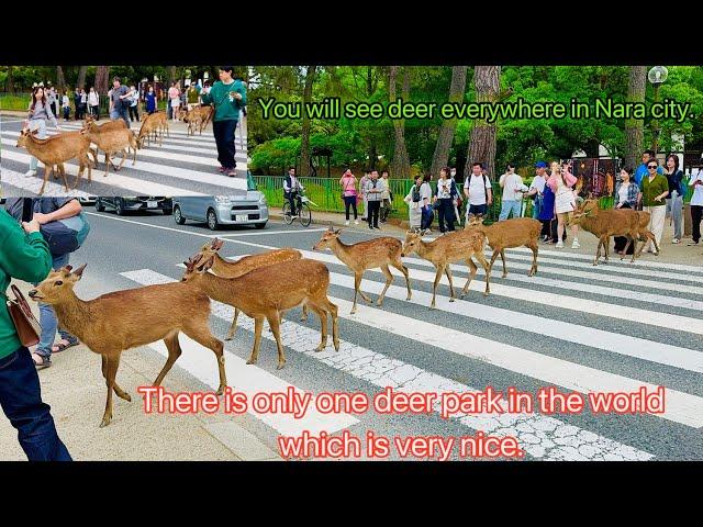 Nara deer park in japan There is only one park in the world where deer walk among the men.