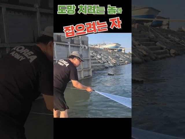 도망 치려는 놈과 잡으려는 자 #shorts #fishing #활어횟감 #투망 #바다투망 #숭어 #취미