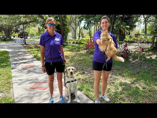 Guide Dog Distraction Training with Malcolm the Cat | Dogs Inc