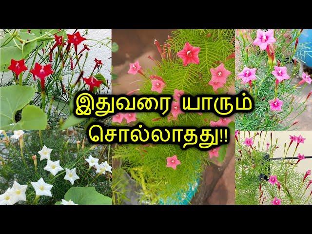 மயில் மாணிக்கம் ஆபத்தான செடியா?? மருத்துவ குணங்கள், பக்கவிளைவுகள் || Mayil Manikkam plant  in Tamil