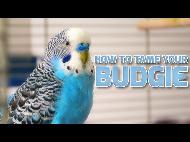 How to Tame Your Budgies | Parakeets