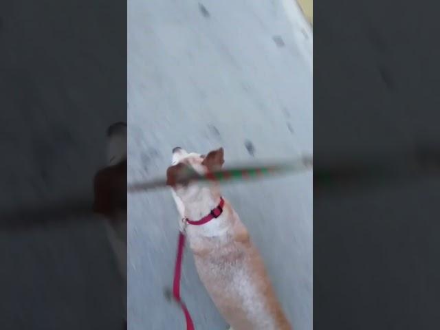 Having Chihuahuas mean PROTECT little kids from approaching!