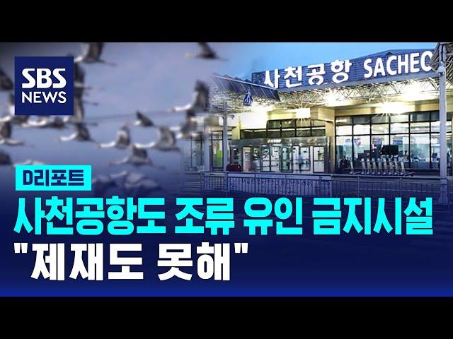 사천공항도 조류 유인 금지시설 '수두룩'…"제재도 못해" / SBS / #D리포트