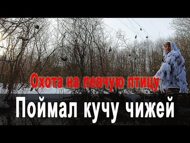 Полная паутина чижей  Ловля певчей птицы