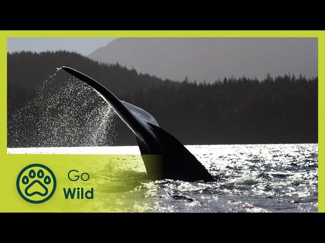 Vancouver Island: Rivers of Life - Wildest Islands - Go Wild