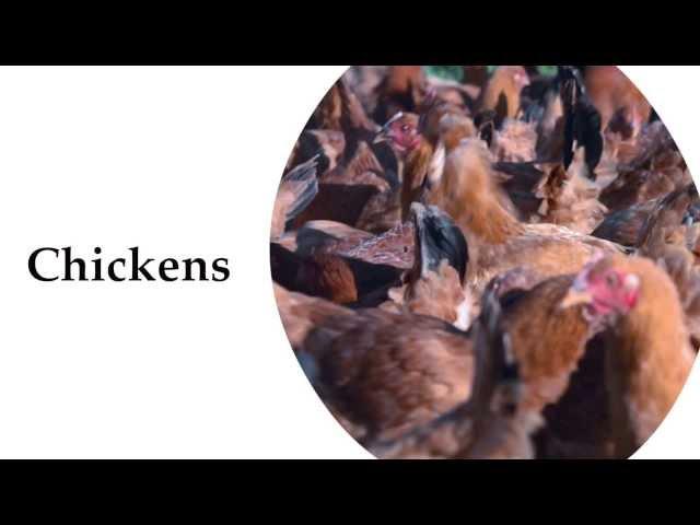 Tara Firma Farms - Chickens in the Rotational Grazing Cycle