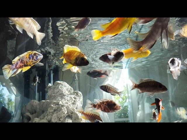 African Cichlids With Natural Light