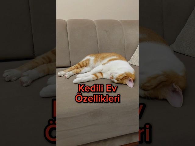 Kedili Ev Özellikleri