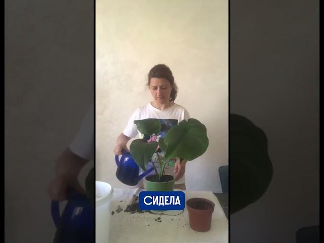 НЕОЖИДАННЫЕ ОТКРЫТИЯ 14 день