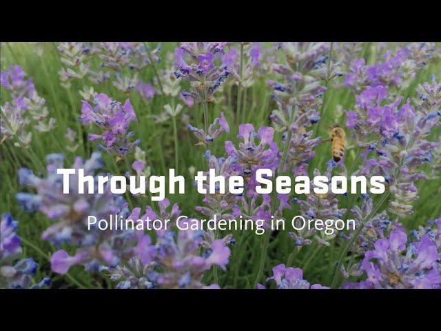 Through the Seasons: Pollinator Gardening in Oregon