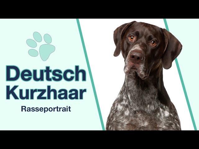 Deutsch Kurzhaar im Rasseportrait | Ein Jagdhund mit sehr viel Energie?