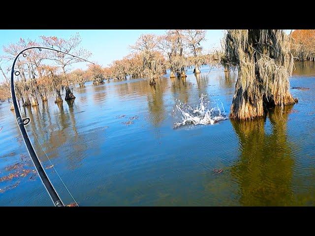 Fishing for GIANTS in World's Largest Cypress Forest | Field Trips Texas