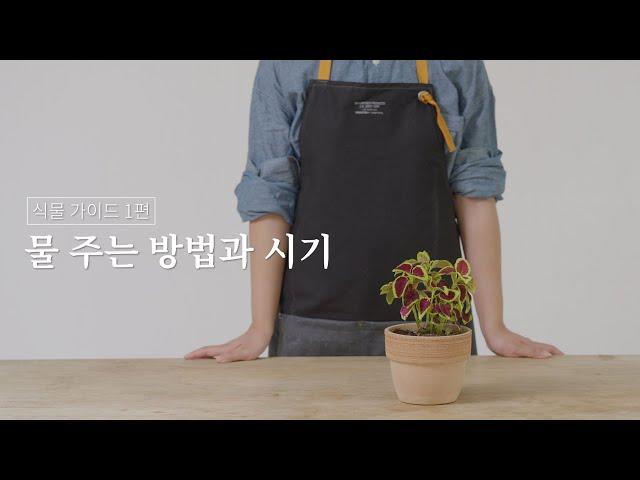 식물 가이드 01. 물 주는 방법과 시기 (시리즈그린 with 그루우) #시그식물가이드