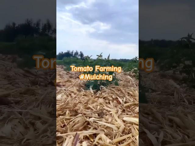 Tomato Farming #mulching