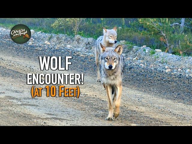 Wolf Encounter at 10 Feet!