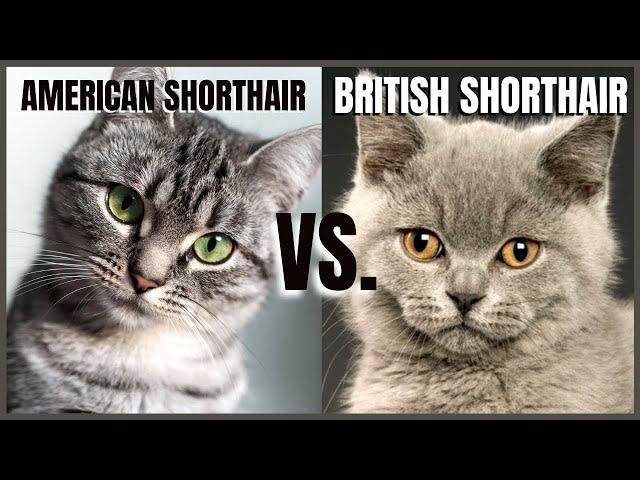 American Shorthair VS. British Shorthair