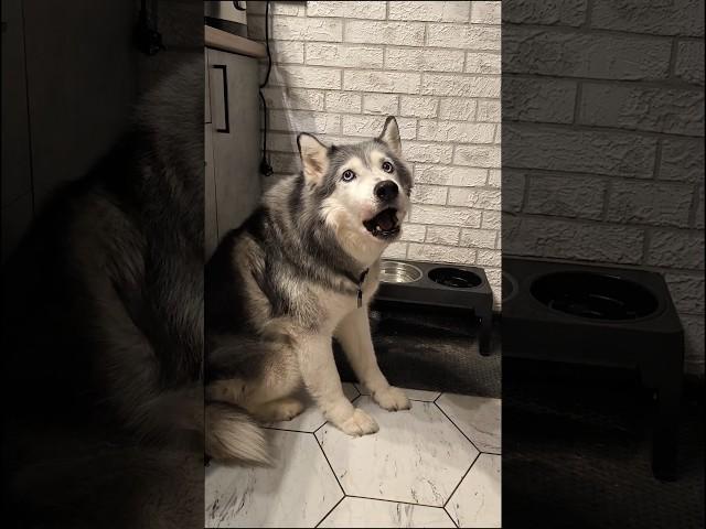 Кабаре-дуэт "ДжаКузя" представляет свой первый музыкальный клип на песню "Проглодатель"