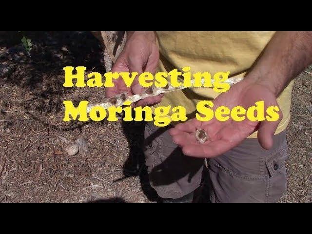 Harvesting Moringa Seeds